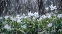 Met office predicts light to moderate rainfall over country